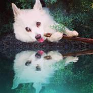 Blanding af racer Snowflake