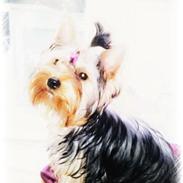 Yorkshire terrier Nika