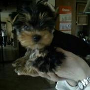 Yorkshire terrier Nika