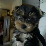 Yorkshire terrier Nika