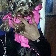 Yorkshire terrier Nika