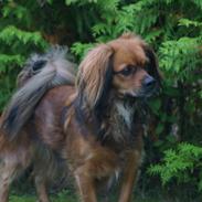 Blanding af racer Tøsen