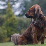 Blanding af racer Tøsen