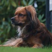 Blanding af racer Tøsen