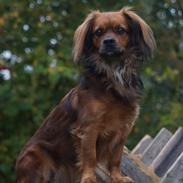 Blanding af racer Tøsen