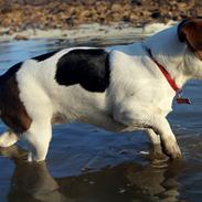 Jack russell terrier Panda