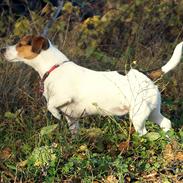 Jack russell terrier Panda
