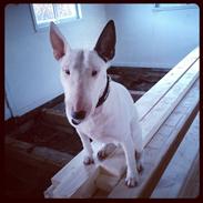 Bullterrier Fars gris (Lulu)