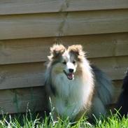 Shetland sheepdog Magnus