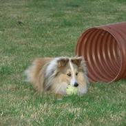 Shetland sheepdog Magnus