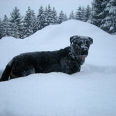 Beauceron Woodt Light  Arkas