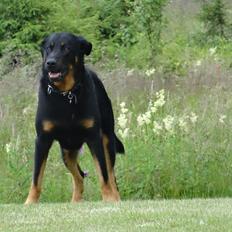 Beauceron Woodt Light  Arkas