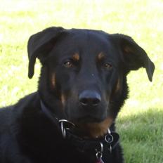 Beauceron Woodt Light  Arkas