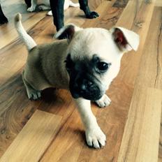 Fransk bulldog Bumle larsen