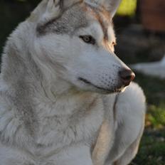 Siberian husky Mesmocan Says Peek-a-boo Leeloo (Nanna)