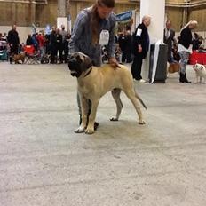 Mastiff Magnus (Dr. Dexter)