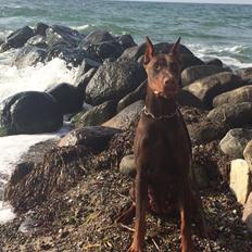 Dobermann Diaz Betelges