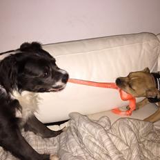 Staffordshire bull terrier Uso