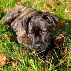 Cane corso Tasja