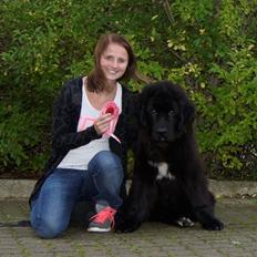 Newfoundlænder Lucas