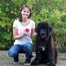 Newfoundlænder Lucas