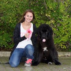 Newfoundlænder Lucas