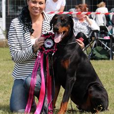 Dobermann Destiny´s Phoenix In The Spotlight aka Bentley