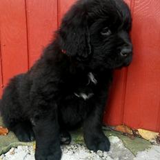 Newfoundlænder Samson