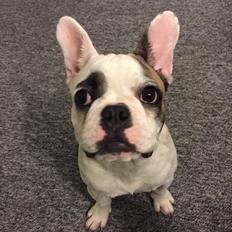 Fransk bulldog Puk