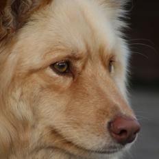 Finsk lapphund Leika (Ramona)