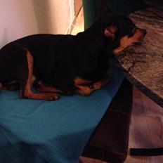 Dvaergpinscher Måns