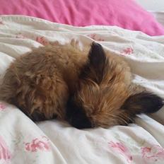 Blanding af racer Viggo