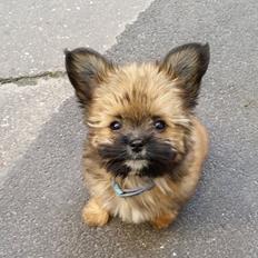 Blanding af racer Viggo