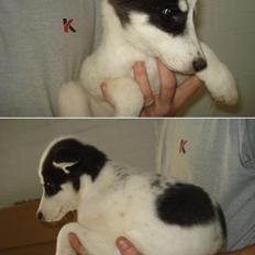 Alaskan husky Nikita