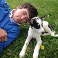 Alaskan husky Nikita