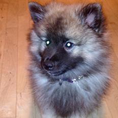 Keeshond Karma
