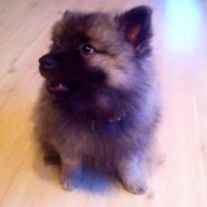 Keeshond Karma