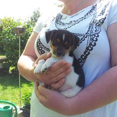 Dansk svensk gaardhund Charlie