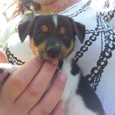 Dansk svensk gaardhund Charlie