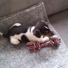 Dansk svensk gaardhund Charlie