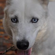Siberian husky Tori
