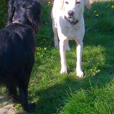 Blanding af racer Milky