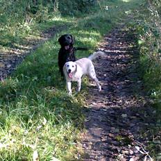 Blanding af racer Milky