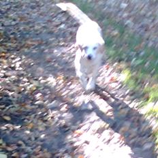 Blanding af racer Milky