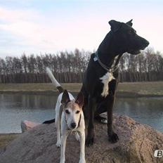 Blanding af racer Nova 1 nov.1999- 4 sept.2015