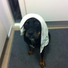 Blanding af racer Balou |Bøffen|