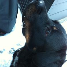 Blanding af racer Balou |Bøffen|