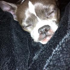 Chihuahua Mischa
