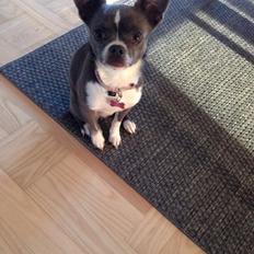Chihuahua Mischa