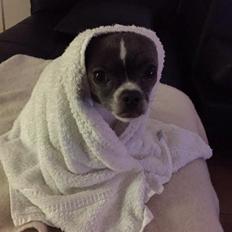 Chihuahua Mischa